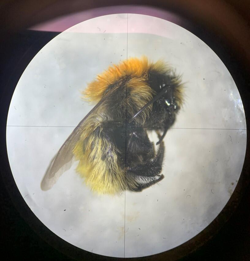 Dead bubmle bee watched through microscope lense.