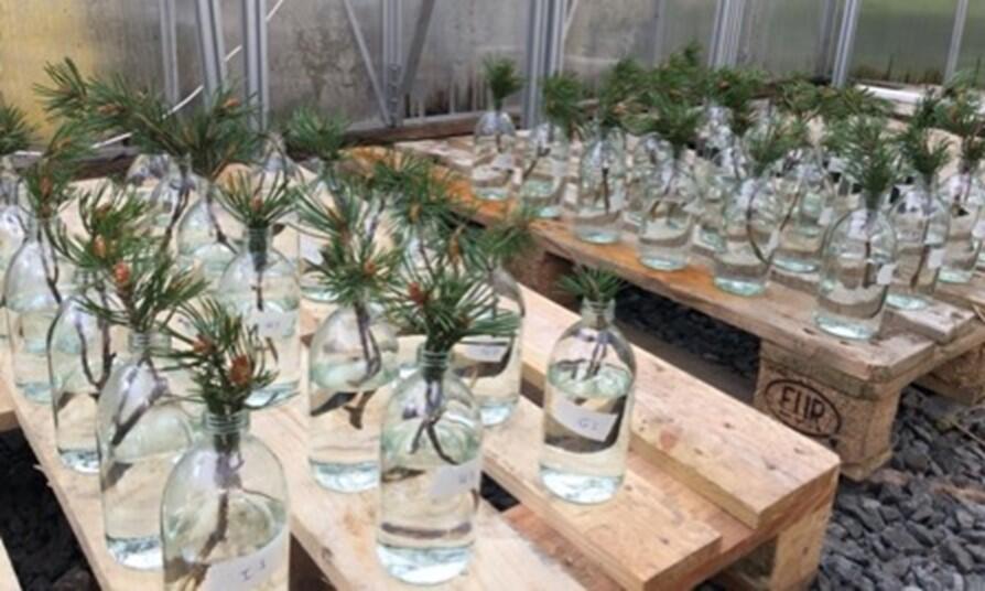 Rows of bottles with pine cuttings on a bench in a greenhouse