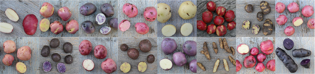 Utvalgte potetsorter fra Botanisk hage