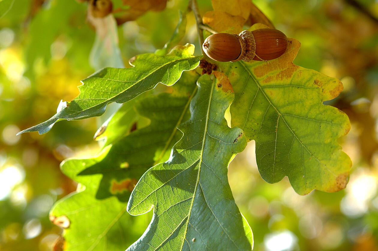 Eika finner du vilt i deler av Norge