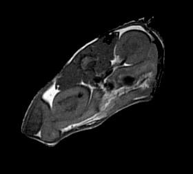 Rat cross section