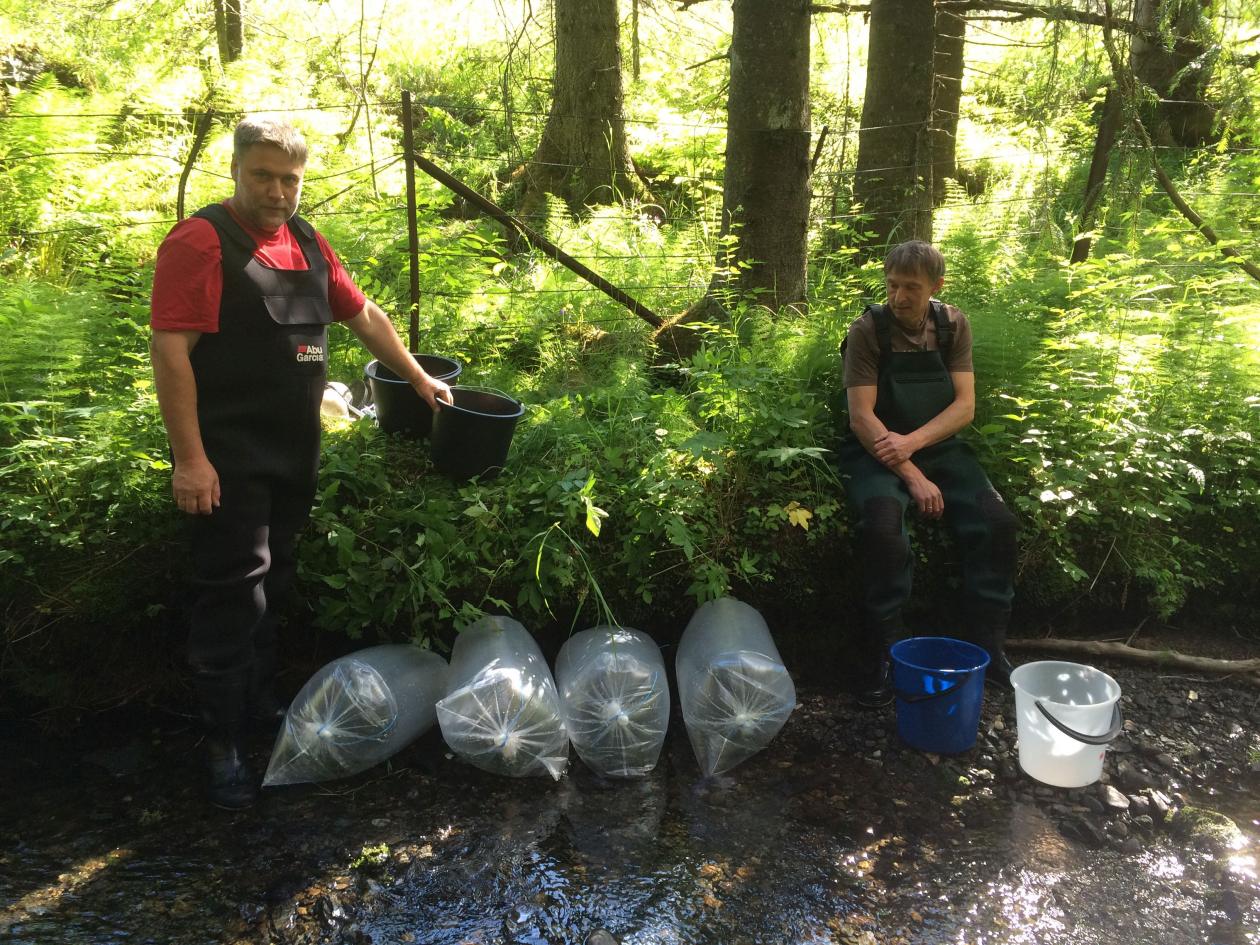 Two men with bags of juvenile salmon to be released to a river