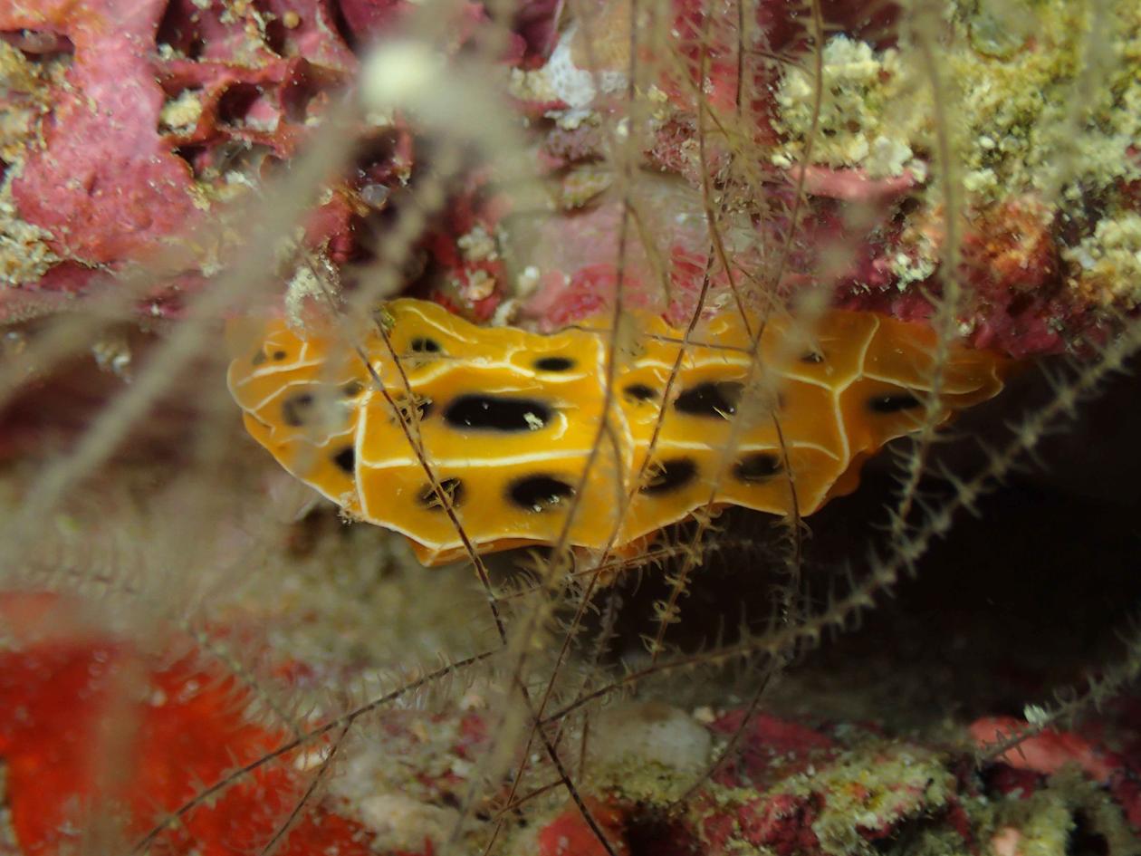 Reticulidia suzanneae