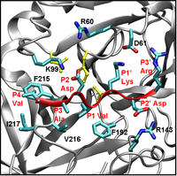 Ligand design for neutrophil serine protease
