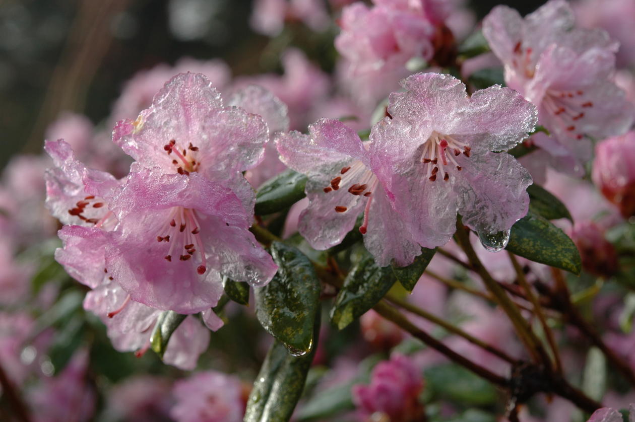 Rhododendron 'February Dawn'
