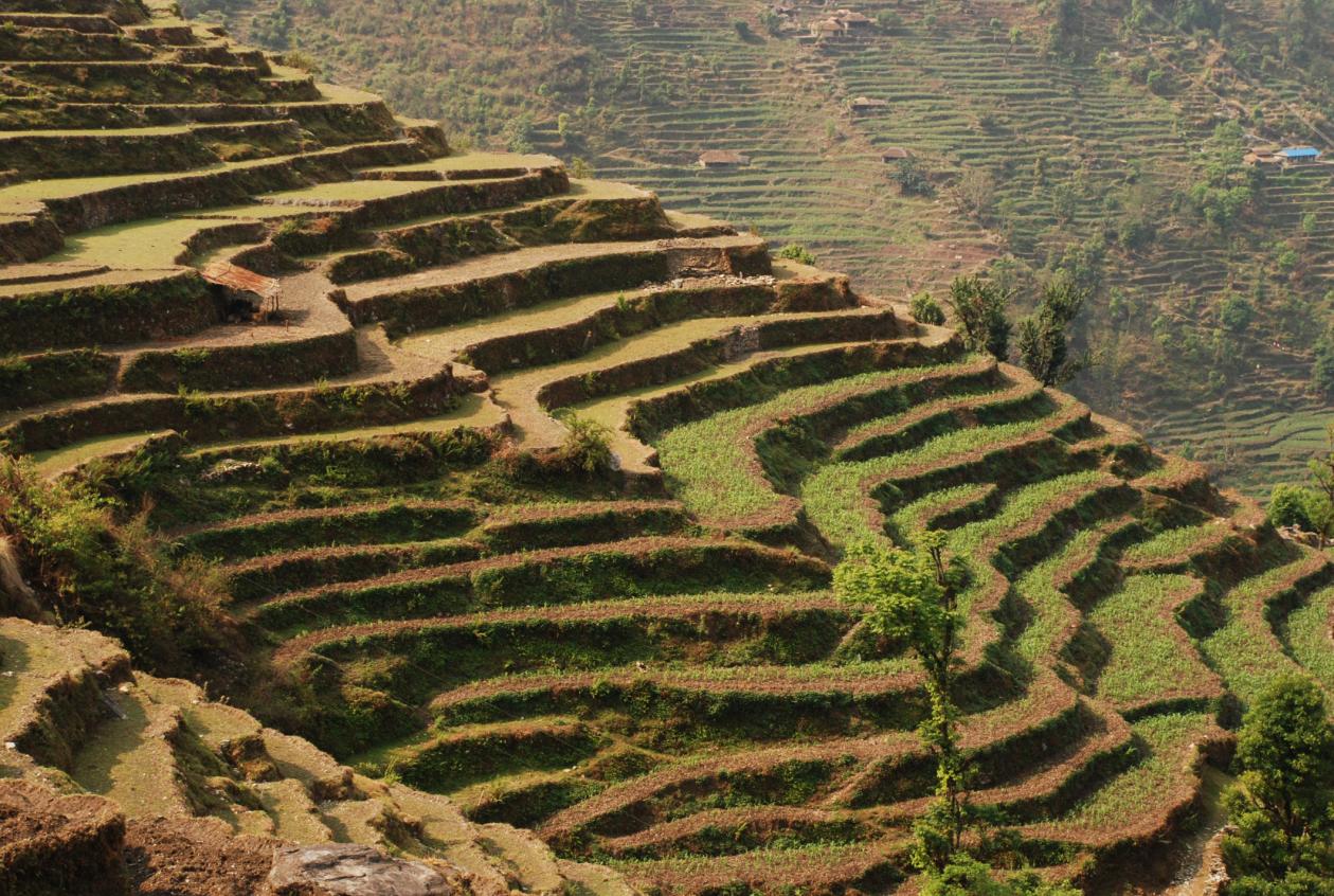 terrasser for matproduksjon