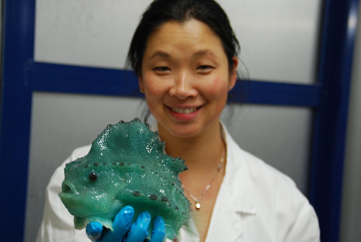 Researcher Gyri Teien Haugland of UiB’s Department of Biology holds a lumpfish. She has received a grant to study vaccines for lumpfish to fight sea lice.