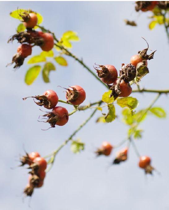 Rosehips