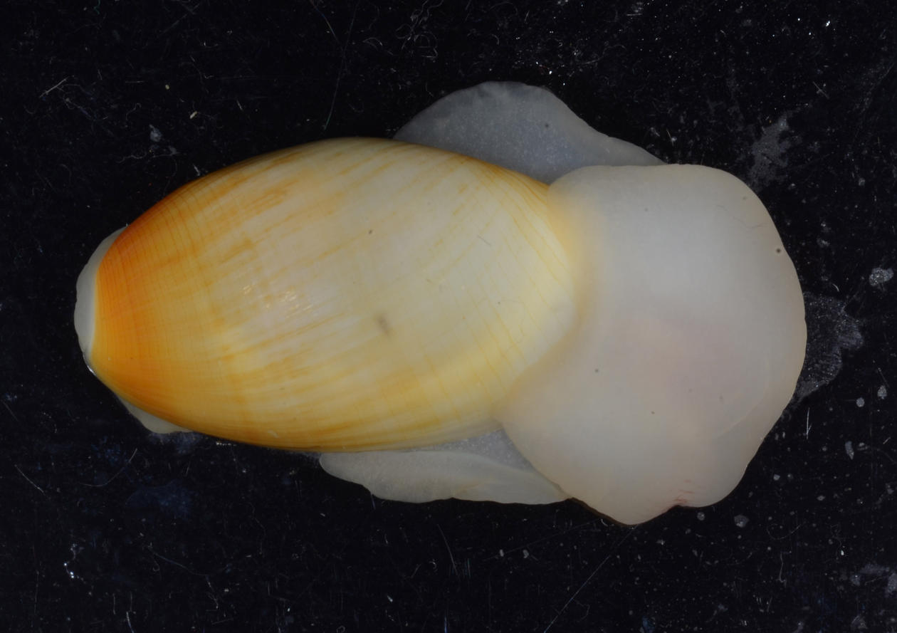 The cephalaspidean Scaphander punctostriatus