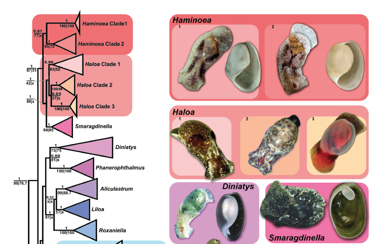 Systematics of Haminoeidae