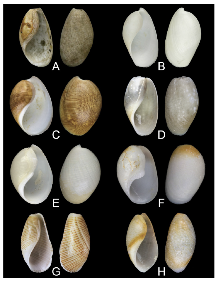Examples of scaphandrid shells