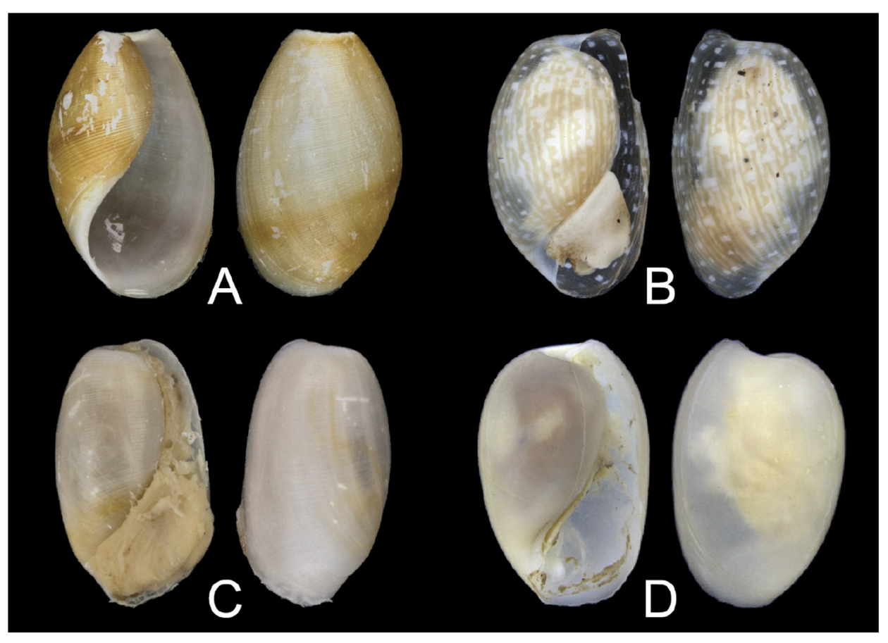 Examples of shells from various genera in the family Eoscaphandridae.