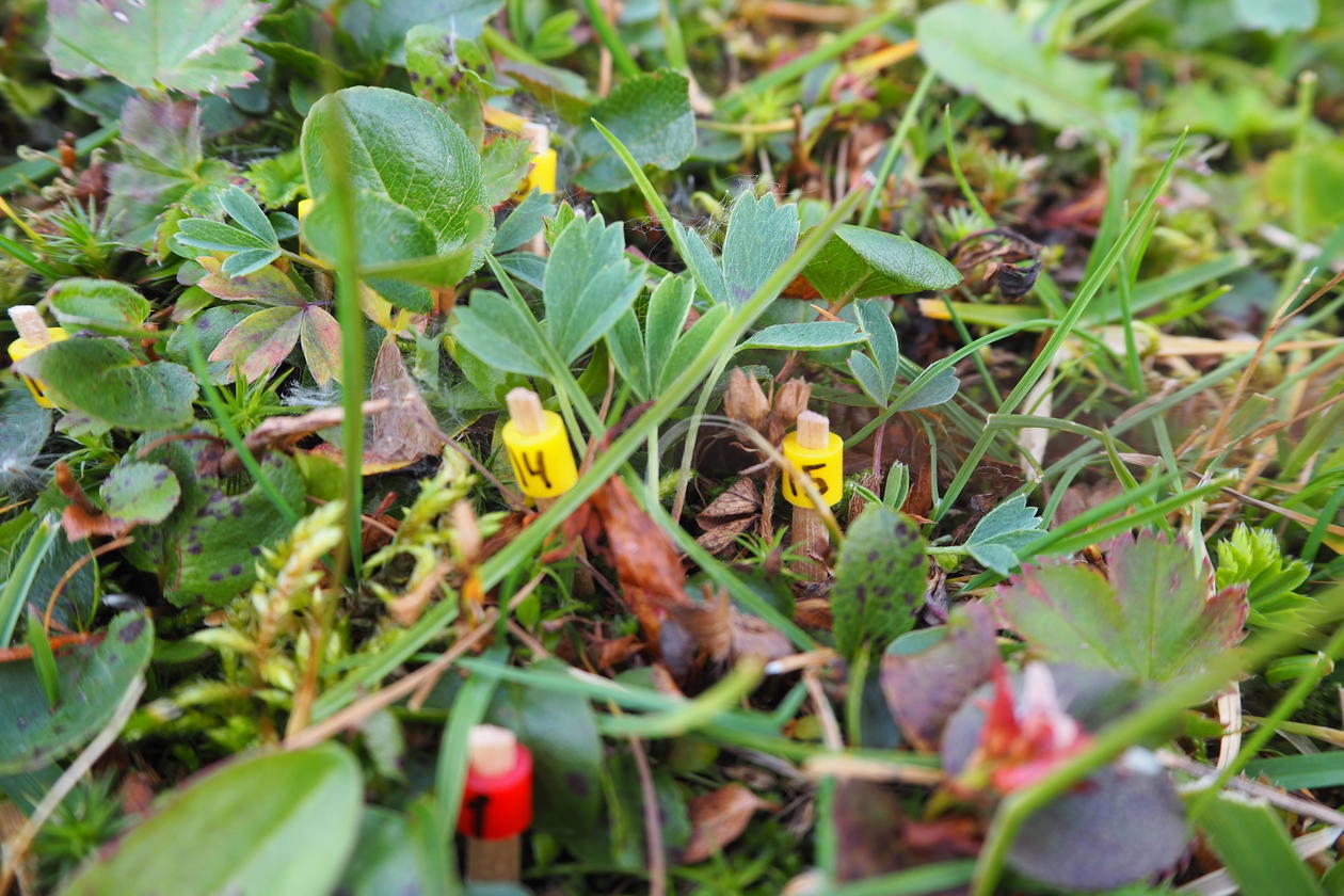 Sibbaldia_procumbens, enkeltindivid markert med tannpirkere
