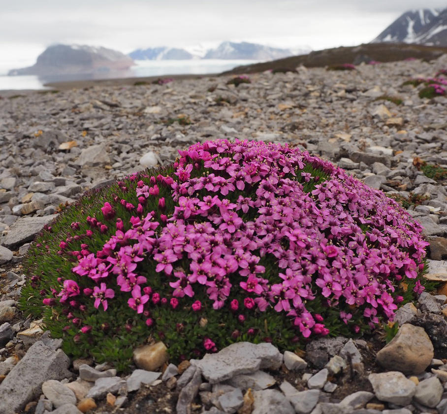 A cushion plant Silene acaulis growing near Kongsfjord, Svalbard