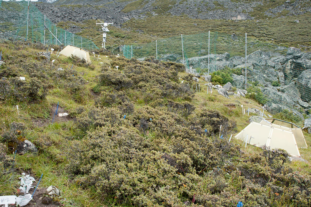 Vegetated landscape with a net fence and experimental open-topped chambers