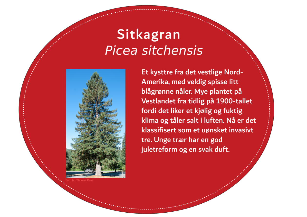 Sitkagran, Picea sitchensis