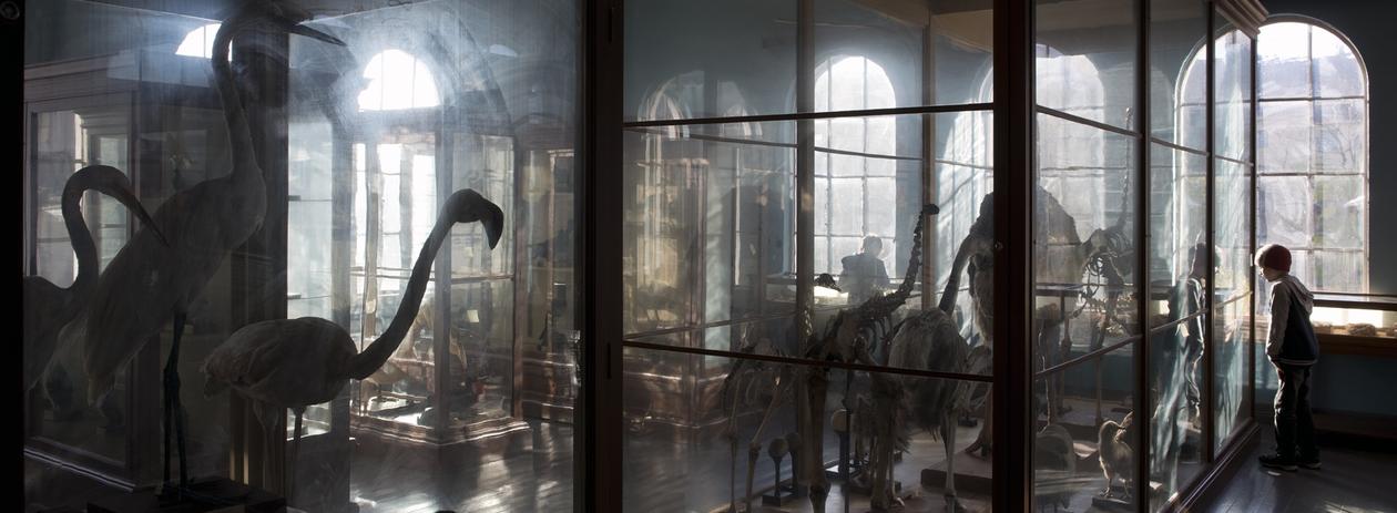 foto av de gamle utstillingsmonterne på univseritetsmuseet. lyset kommer inn av vinduene og vi ser en ensom gutt som kikker inn i et monter.