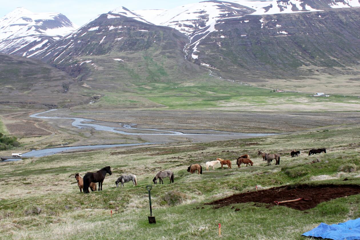 Bildet av hester og fjell i Horgadarlur. 