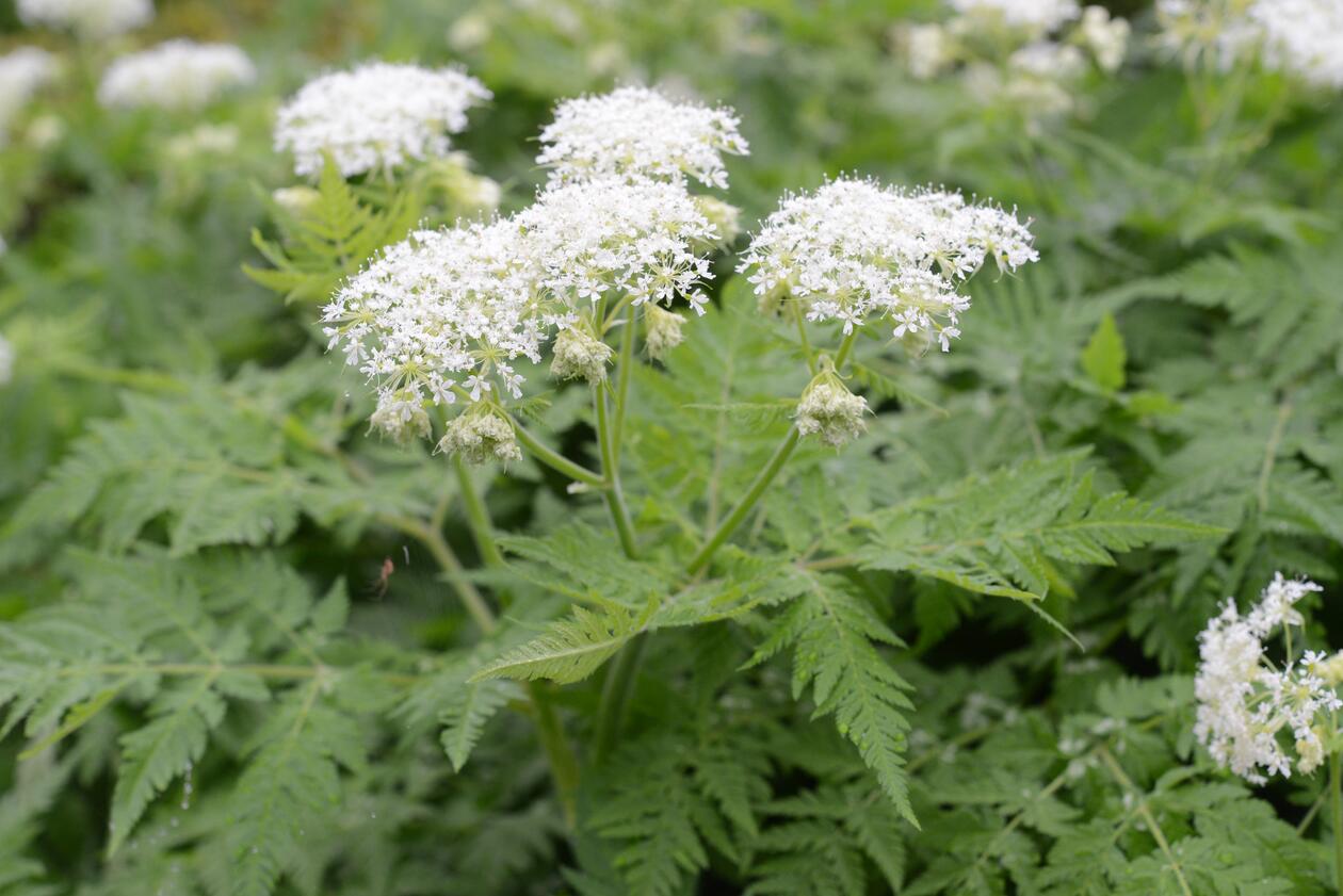 sweet cicely