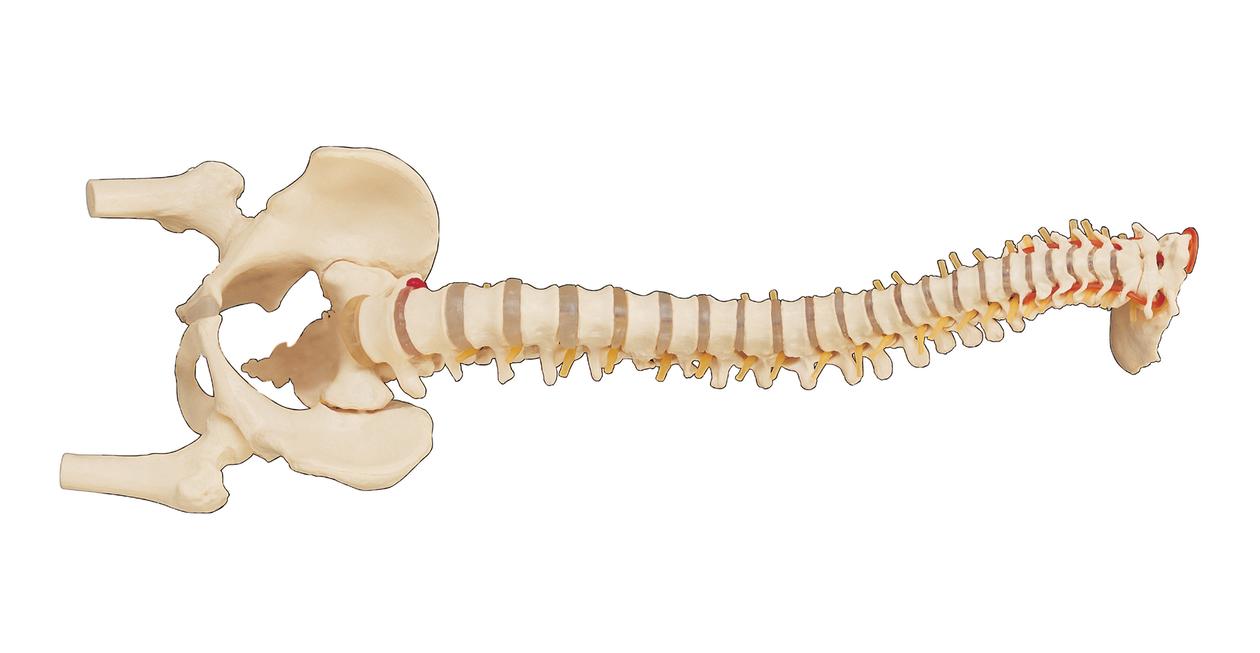 Spinal coloumn