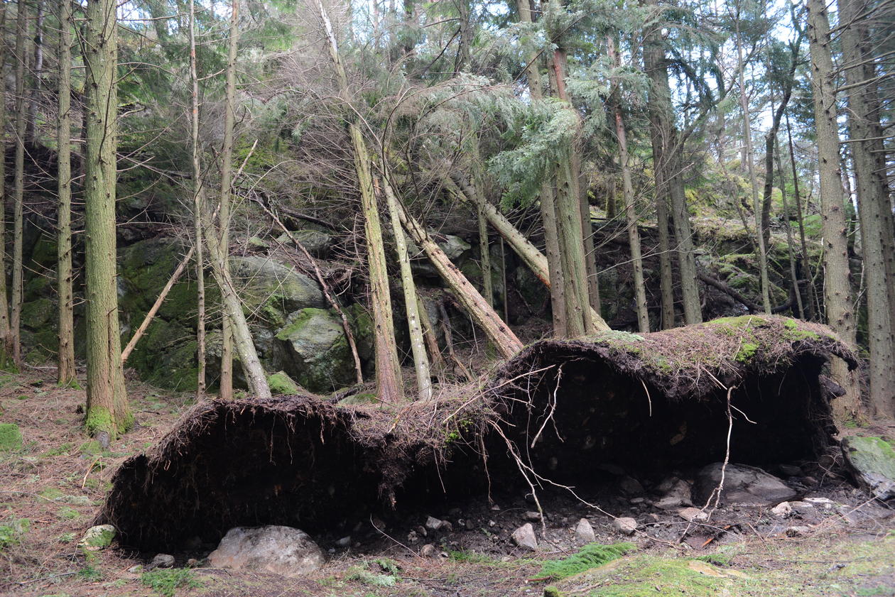 Overturned hemlock on the road to Oldertøset.
