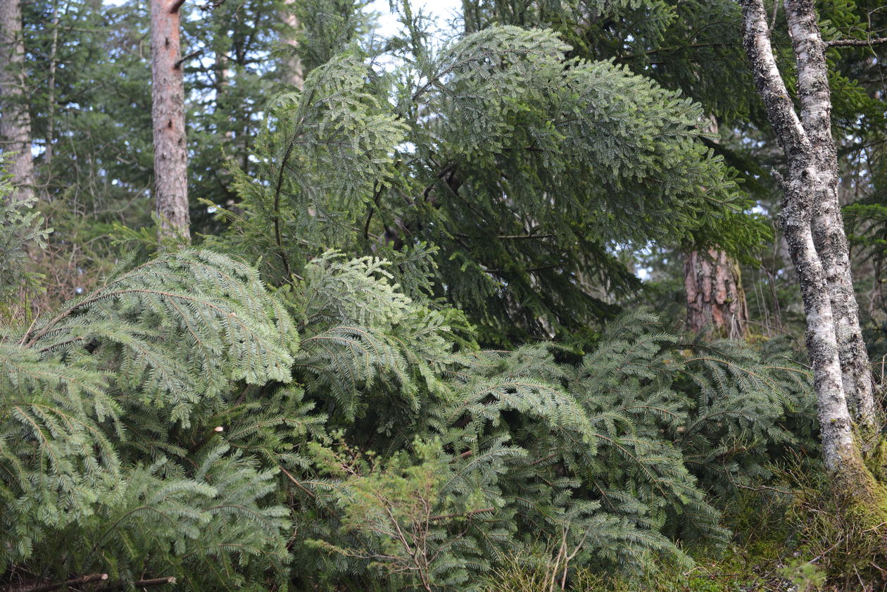 Abies normanniana was knocked down in the storm.