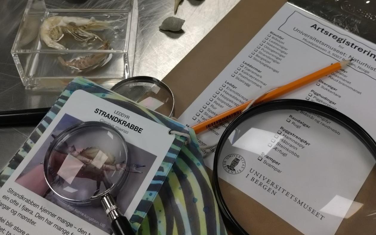 Nærbilde av aktivitetskort, blyant, forstørrelsesglass og smådyr fra strandssonen på en metalldisk