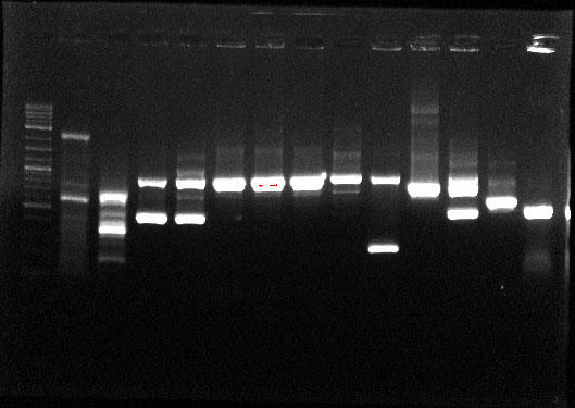 Size separated DNA fragments in a stained agarose gel and visualized under UV light
