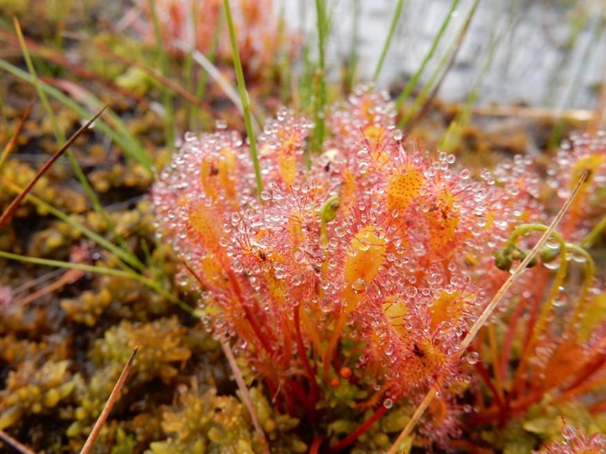 Sundew (Drosera sp.) is a terrestrial example for mixotrophy. Using glands it traps insects and digests them to supplement the low nutrient concentrations in the soils of wetlands where it commonly grows