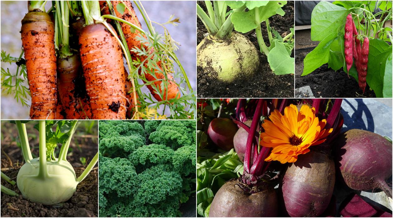 Grønnsaker fra Botanisk hage