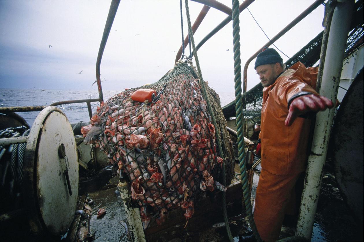 On board a North Sea fishing vessel, with a fisherman on deck, hauling in the catch of the day.