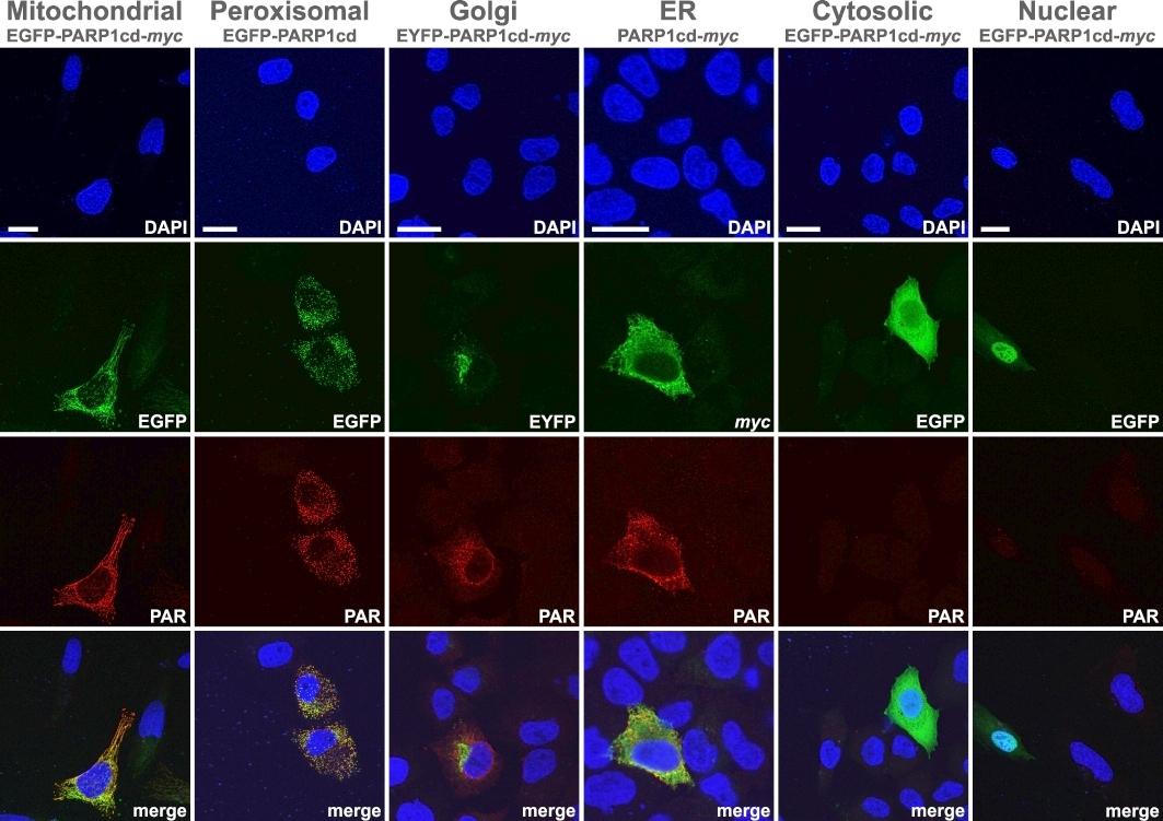 Subcellular NAD