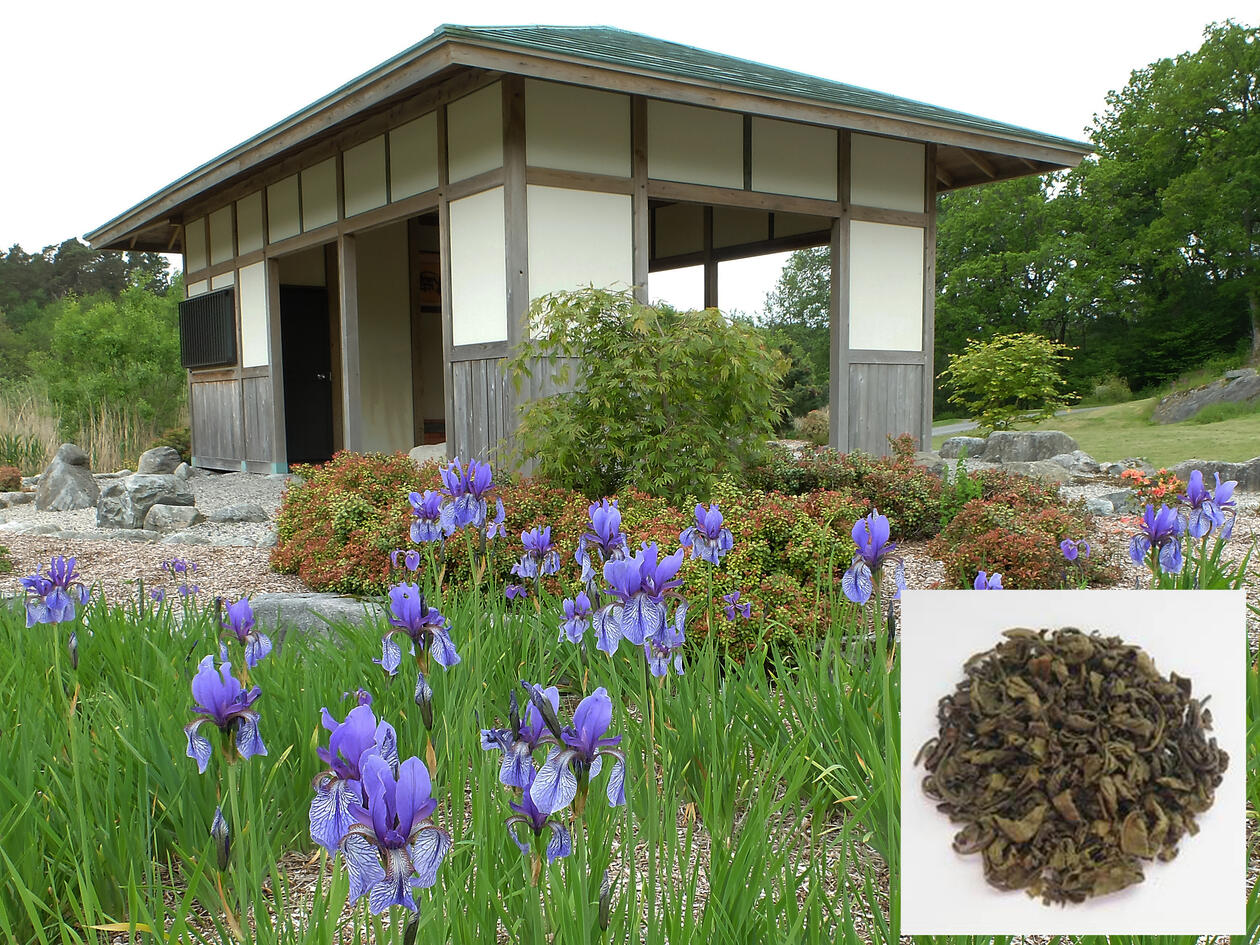 Tehuset i Japanhagen med blomstrende iris rundt