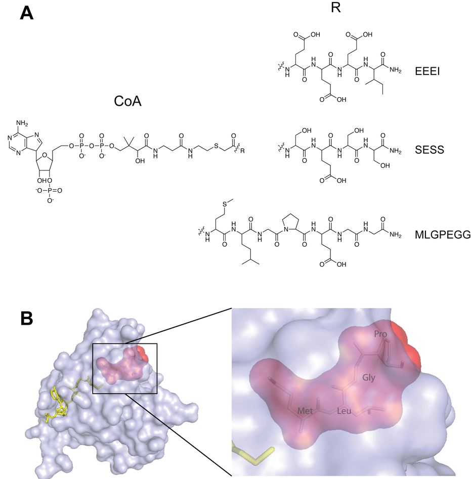 Bisubstrate analogues specifically inhibit the different NAT-enzymes