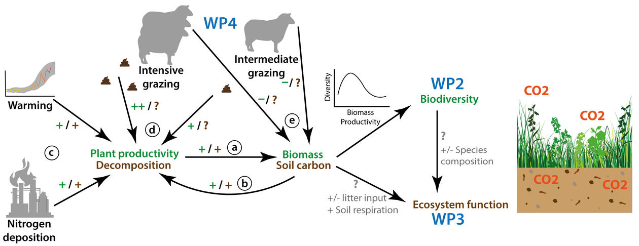 Diagram outlinging the interactive effects of grazing, climate warming, and nitrogen deposition on alpine grasslands