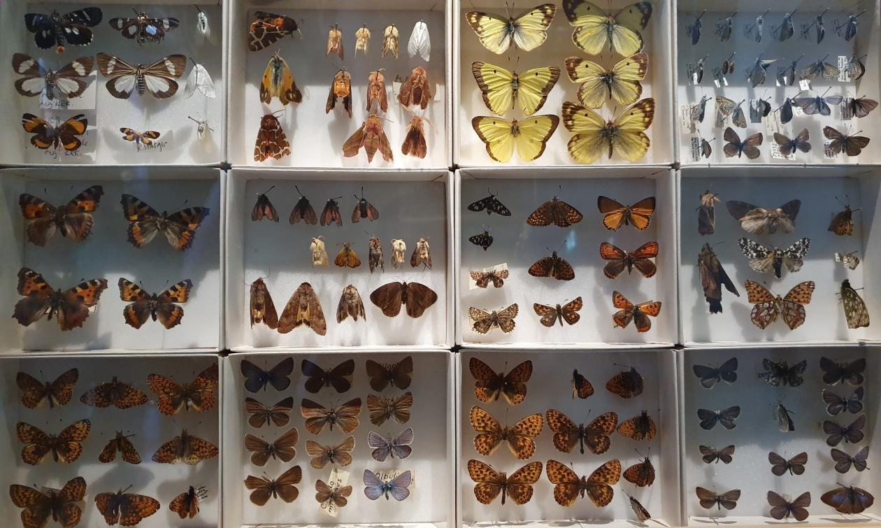 Bildet viser en utstilling av mange ulike sommerfugler 