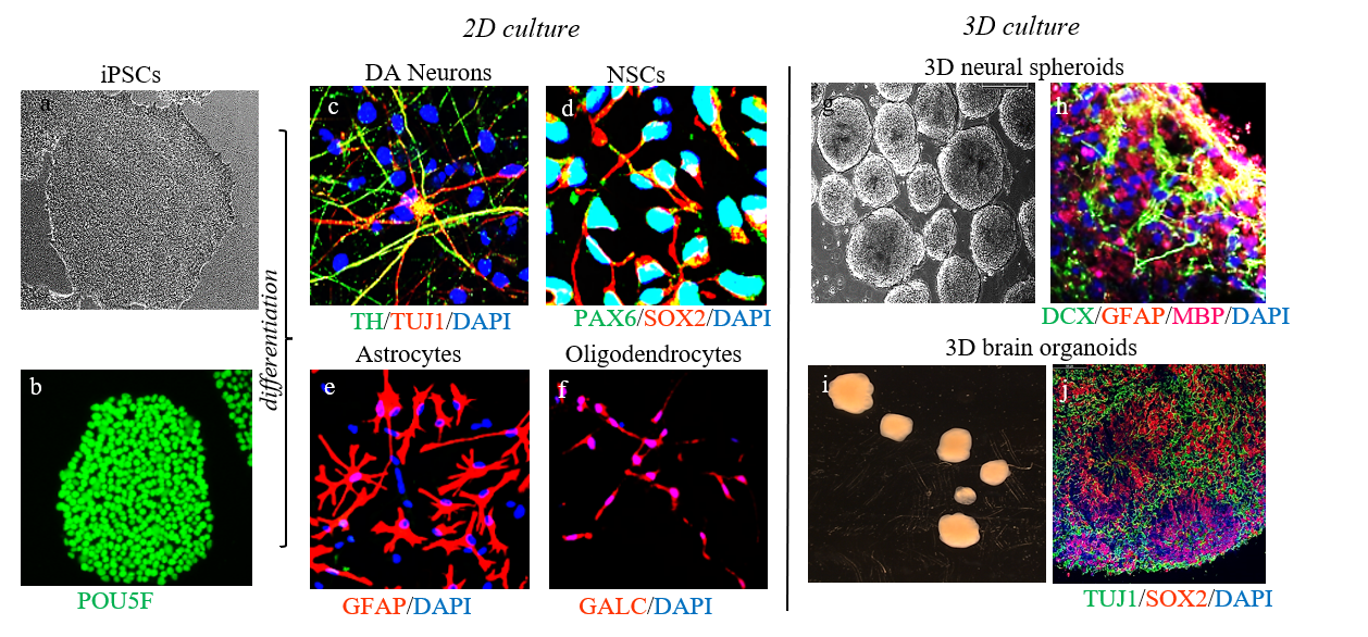 ipsc neural differentiation