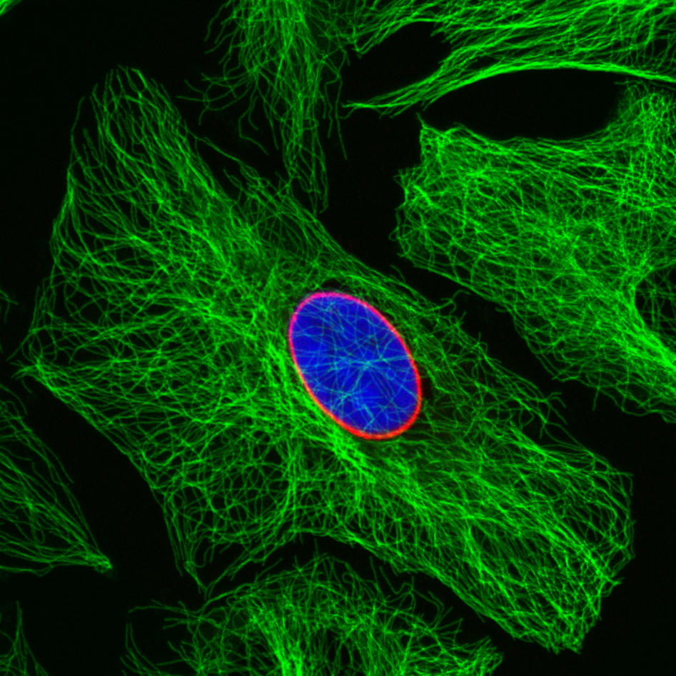 Confocal image of cells