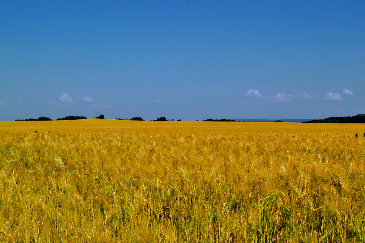 Blue sky and yellow wheat field, alluding to the flag of Ukraine