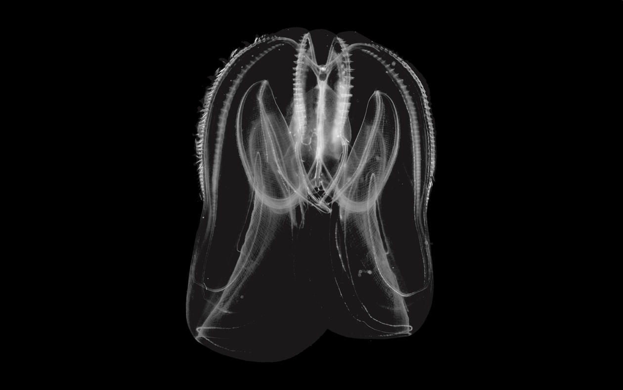 Comb jelly Mnemiopsis
