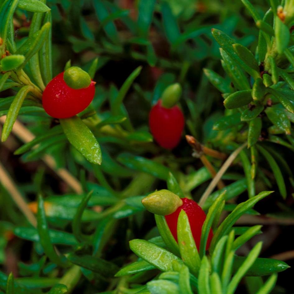 Bær fra Podocarpus nivalis