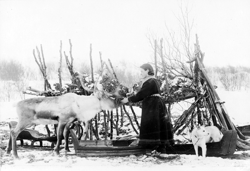 Ellisif Wessel poserer med reinsdyr og slede