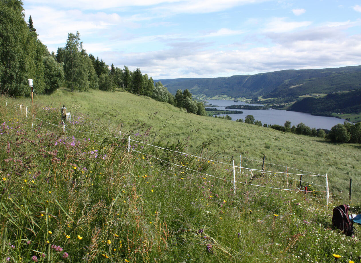 A landscape view with forest on the left, grassland in the foreground and a fjord and mountains behind