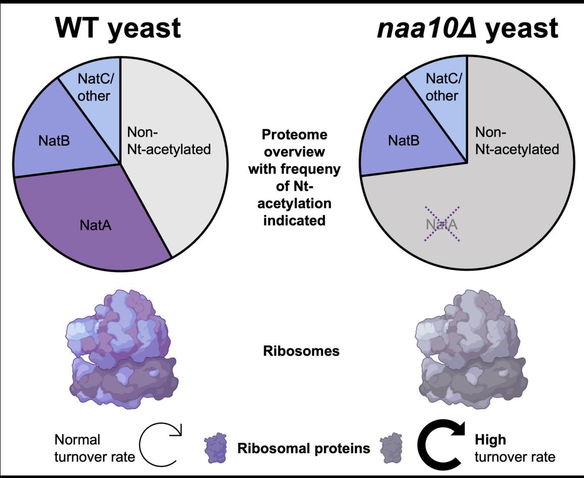 Impact of N-terminal acetylation in yeast