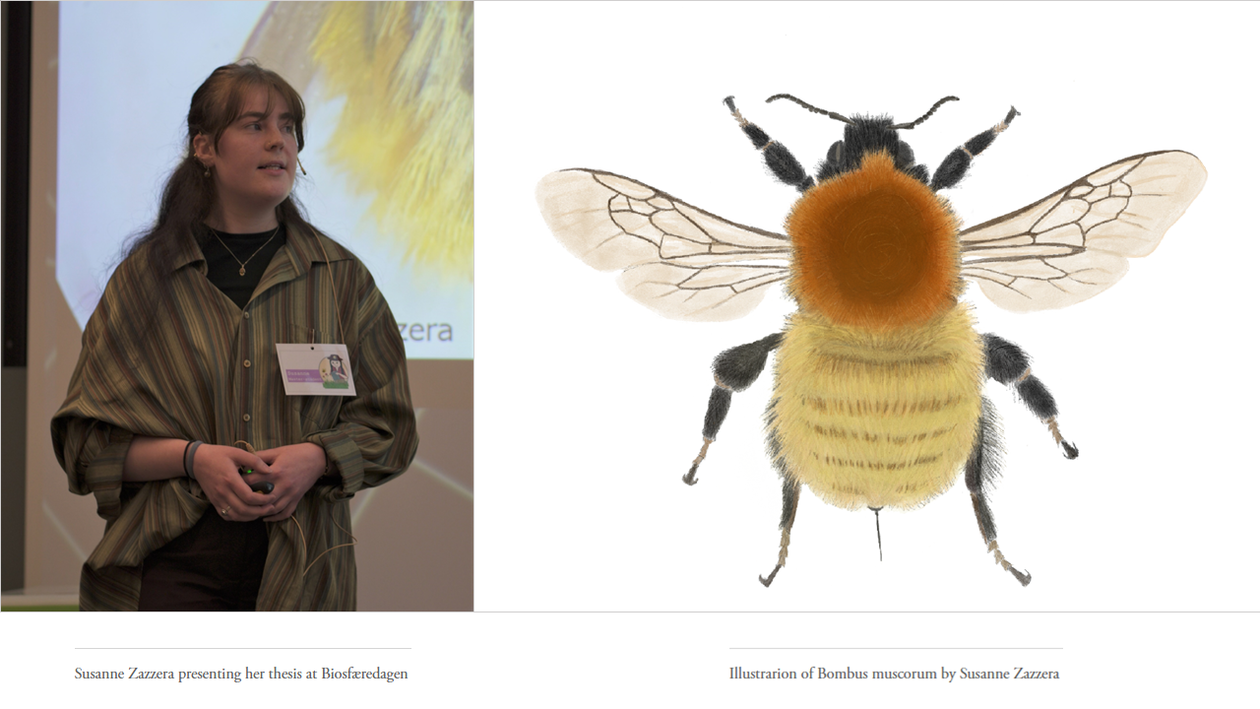 Illustration of Bombus muscorum (bumblebee)