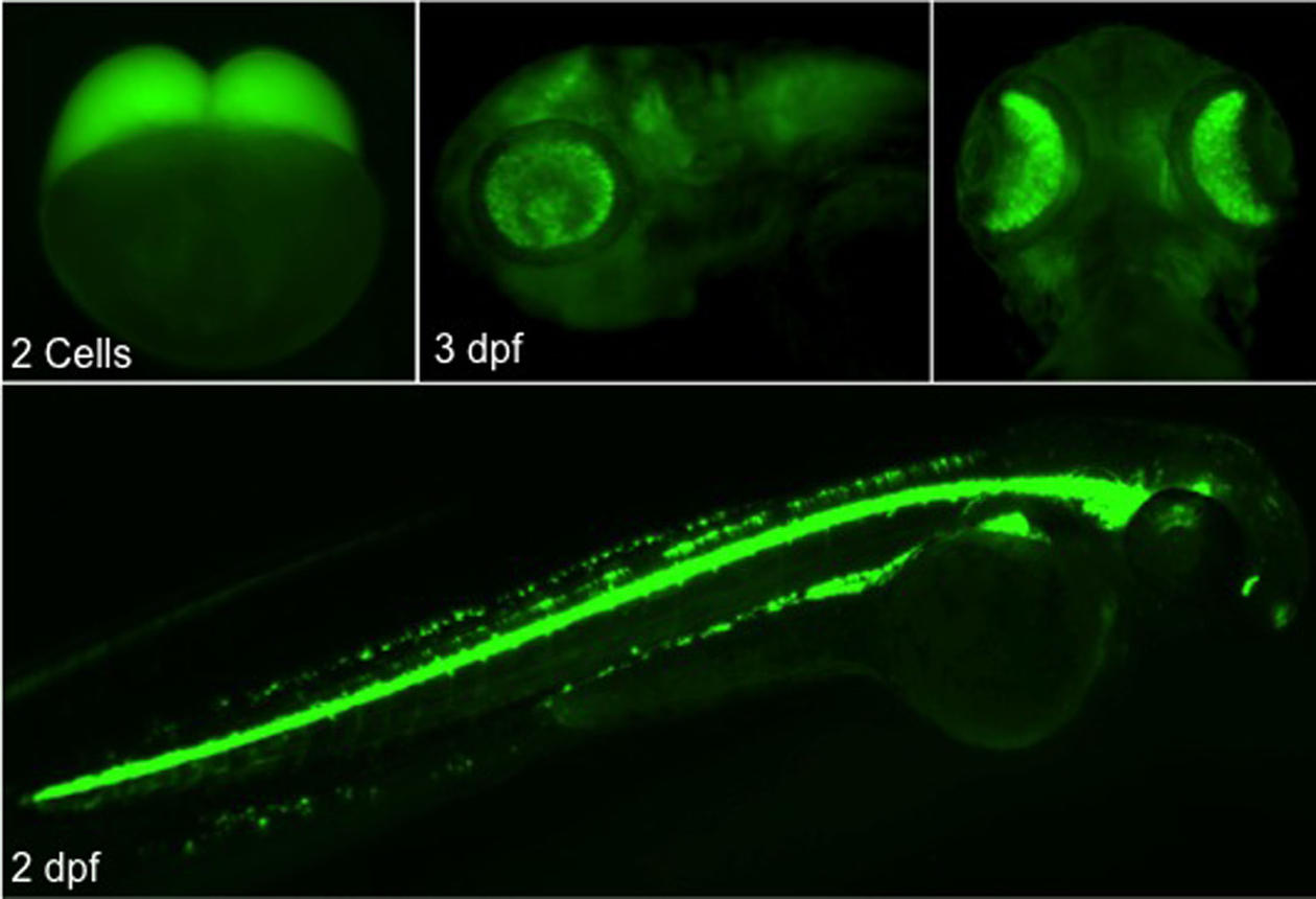 Zebrafish Department of Molecular Biology University of Bergen