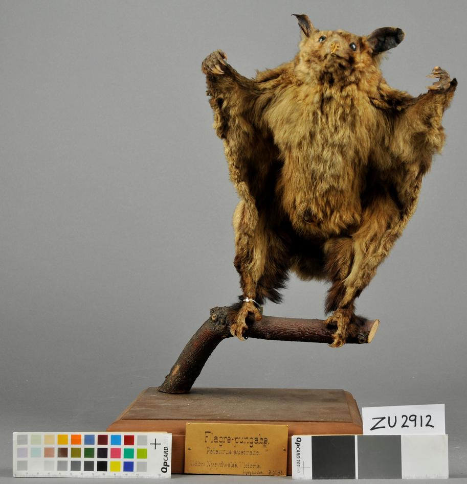 Gulbukpungglider i fultt vingespenn