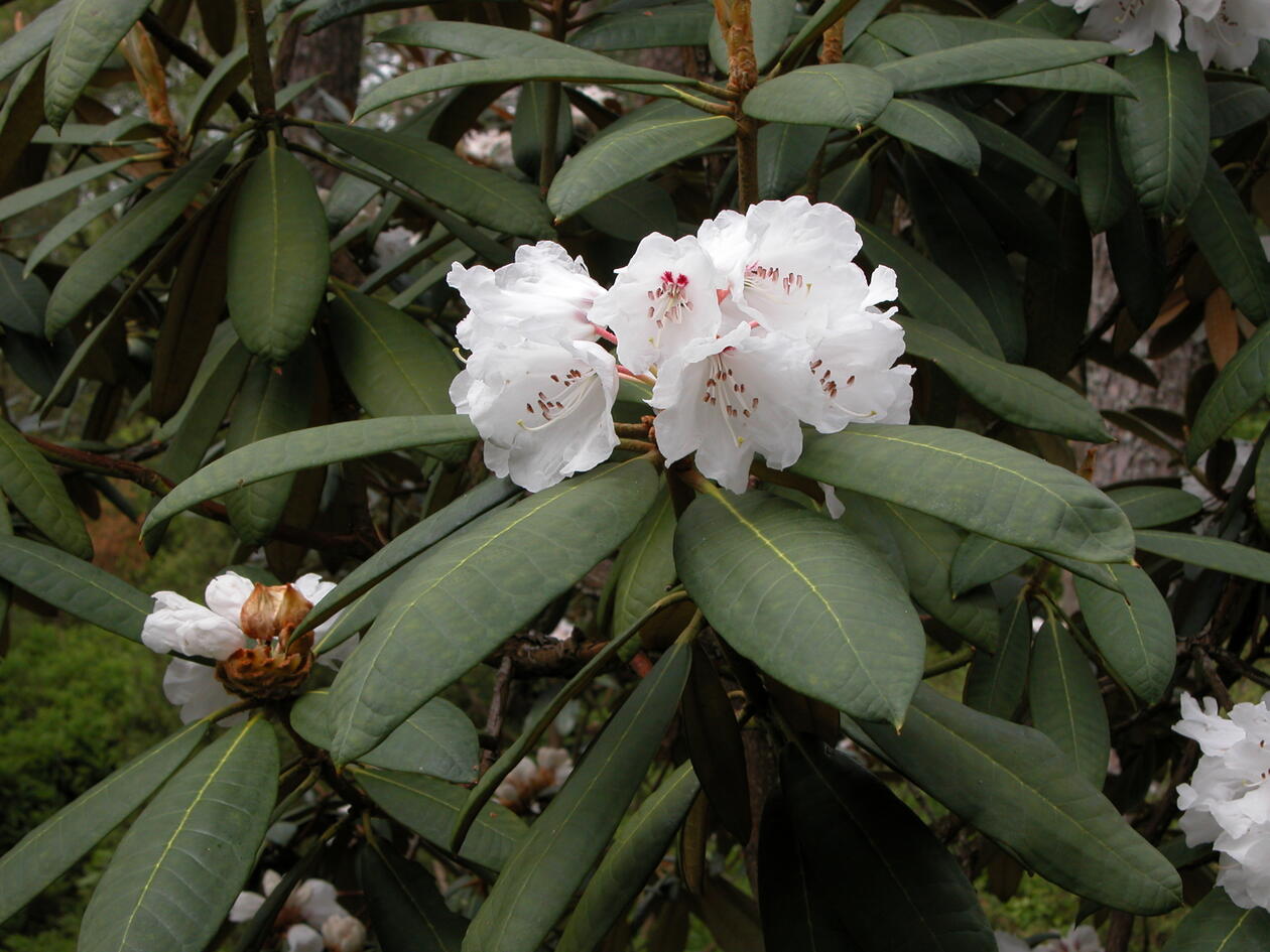 Rhododendron galactinum