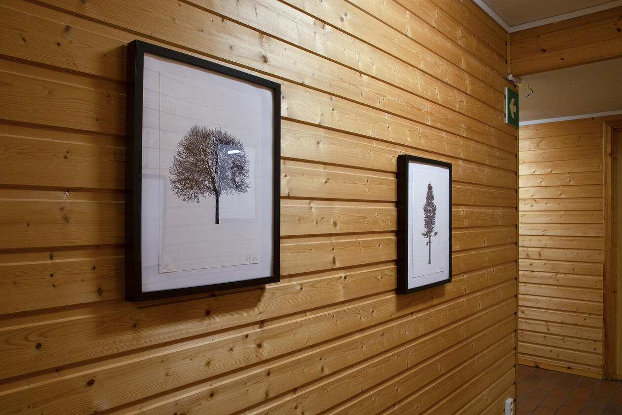 Pencil drawings of trees displayed in a hallway