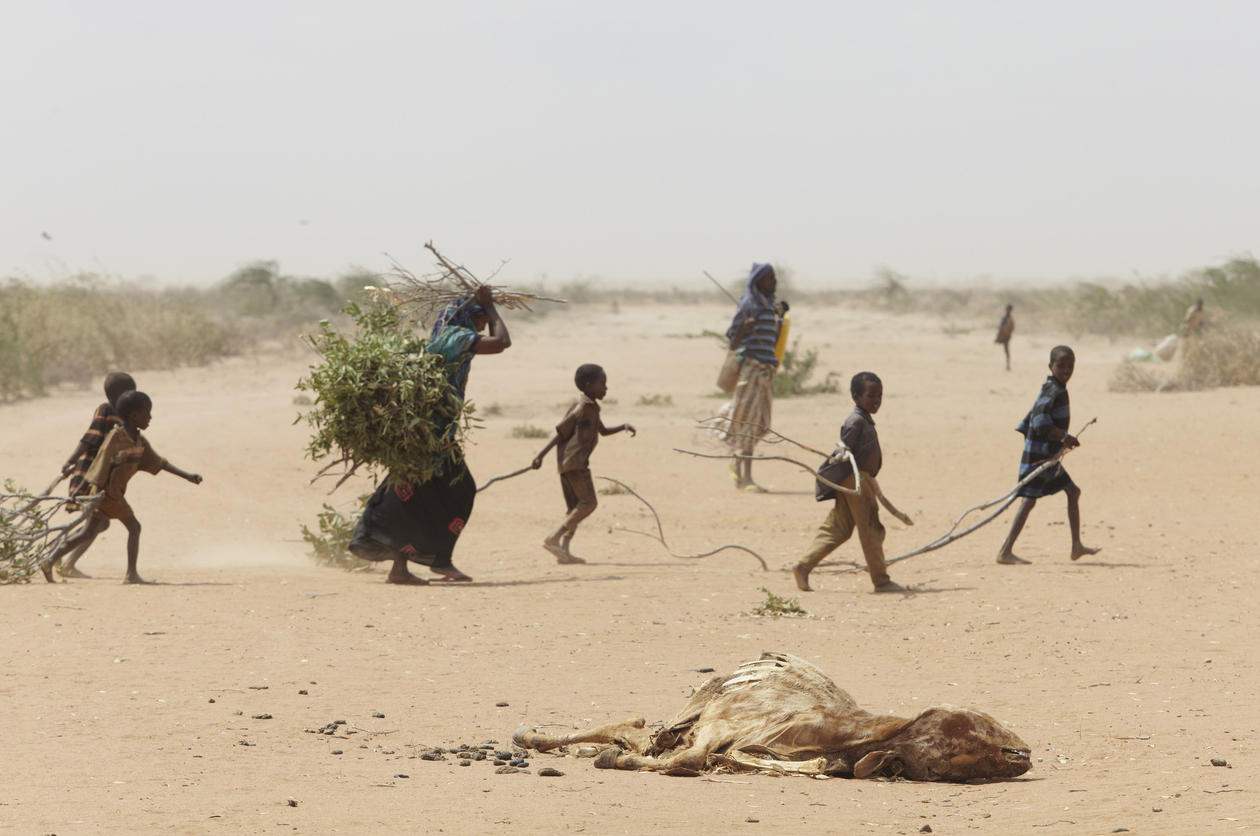 east africa - a family gathers sticks and branches for firewood